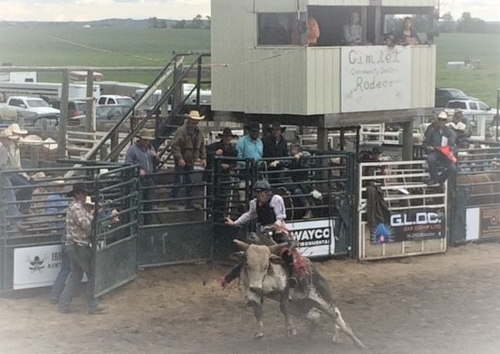 Optimized-Gimlet Rodeo2